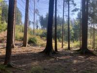 Jak_odstranit_smulu (4)