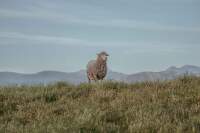 ICEBREAKER_slavi_30_let