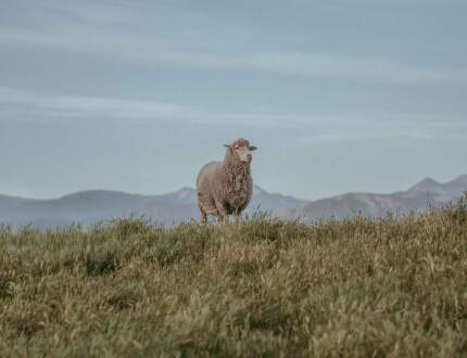 Icebreaker - Povestea lânii Merino