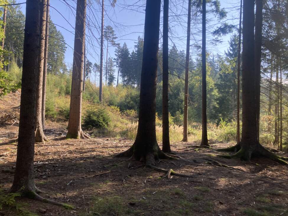 Jak_odstranit_smulu (4)