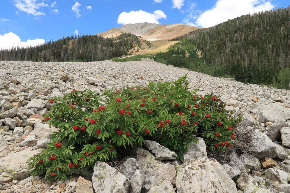 Colorado_Trail_Tereza_Jandova_USA_ (20)